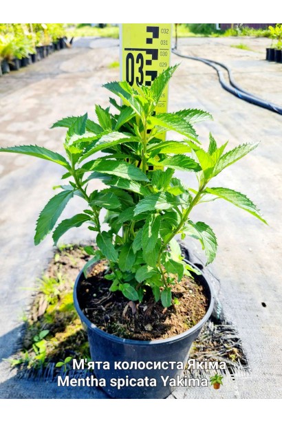 М’ята колосиста Якіма - 3л/вис.25-35см/Ø15-20см